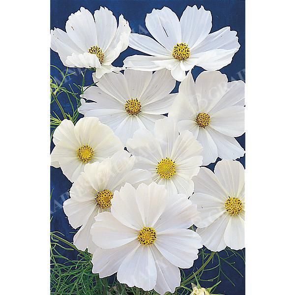 COSMOS PURITY SUPERIOR