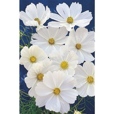COSMOS PURITY SUPERIOR