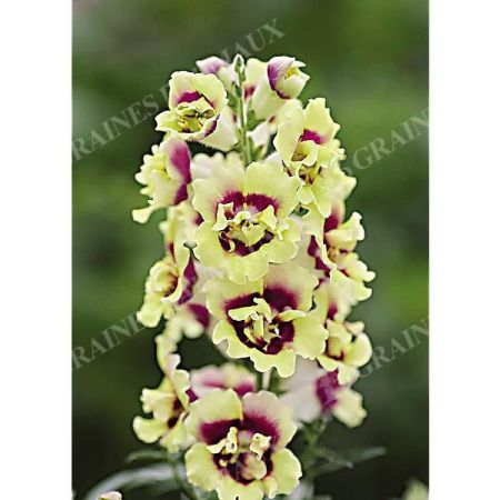 MUFLIER F1 DOUBLESHOT(TM) YELLOW RED HEARTH