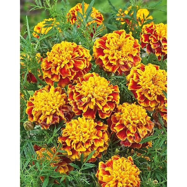 ŒILLET d'INDE TEXANA® BEE
