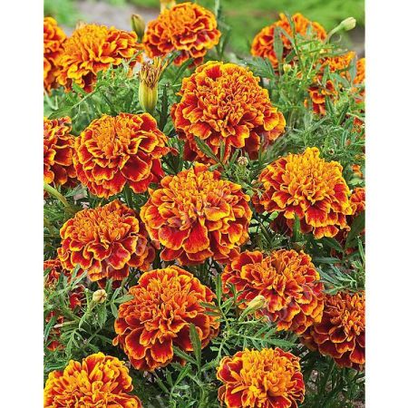 ŒILLET d'INDE TEXANA® FLAME