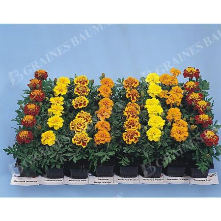 ŒILLET d'INDE TEXANA® ELITE MIX
