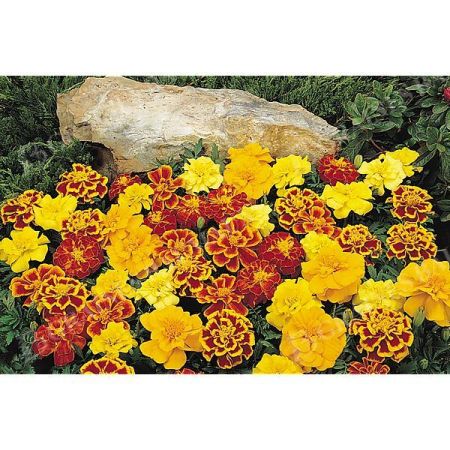 ŒILLET d'INDE SOLENA® MIX