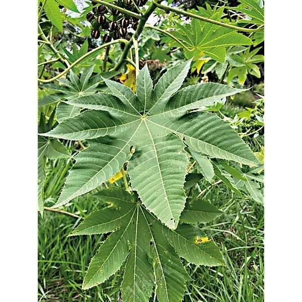 RICIN ZANZI PALM