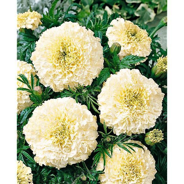 ROSE d'INDE SAVANNAH IVORY