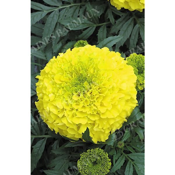 ROSE d'INDE F1 ANTIGUA PRIMROSE