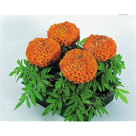 ROSE d'INDE F1 ANTIGUA ORANGE