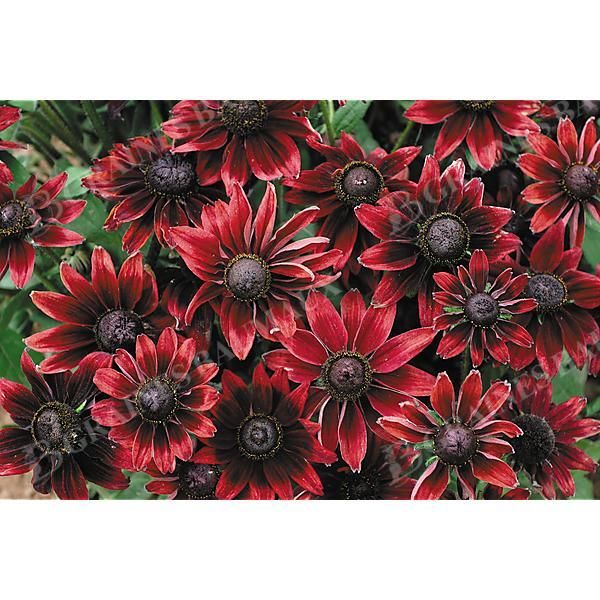 RUDBECKIA CHERRY BRANDY
