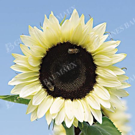 SOLEIL F1 PROCUT® WHITE LITE