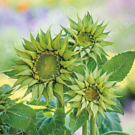 TOURNESOL F1 SUNFILL(TM) GREEN