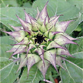 TOURNESOL F1 SUNFILL(TM) PURPLE