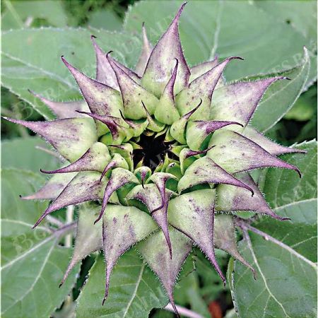 TOURNESOL F1 SUNFILL(TM) PURPLE