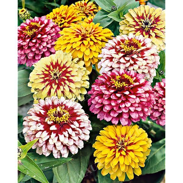 ZINNIA BONBON BICOLOR MIX