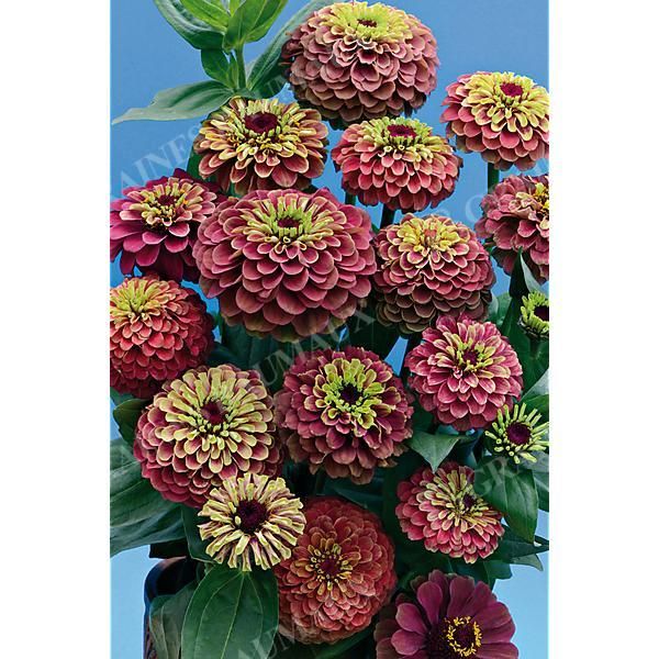 ZINNIA QUEENY RED LIME