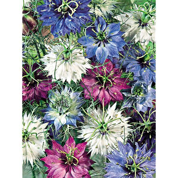 NIGELLE de DAMAS JOYAUX PERSANS MIX