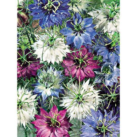 NIGELLE de DAMAS JOYAUX PERSANS MIX