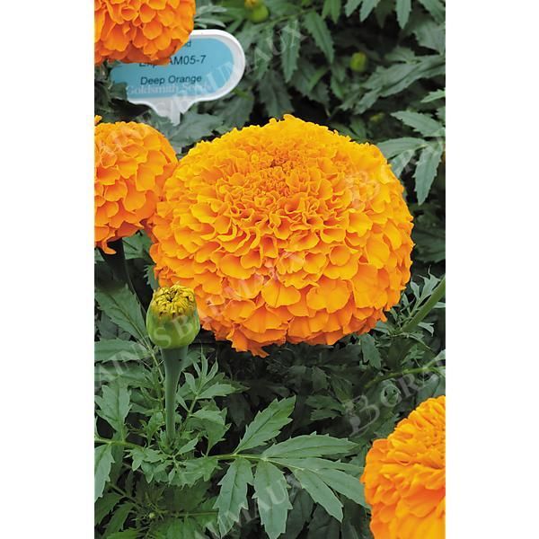 ROSE d'INDE F1 INCA II DEEP ORANGE