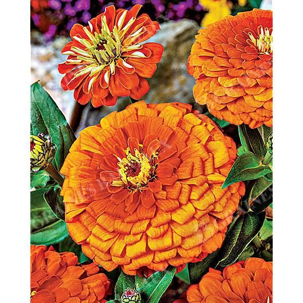 ZINNIA SUPER YOGA AMÉLIORÉ ORANGE