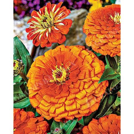 ZINNIA SUPER YOGA AMÉLIORÉ ORANGE