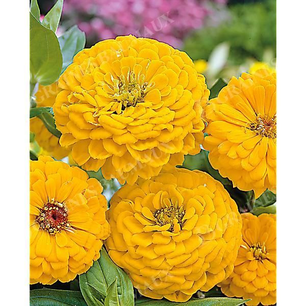 ZINNIA SUPER YOGA AMÉLIORÉ JAUNE DORÉ