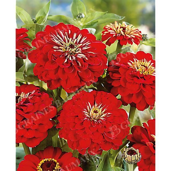 ZINNIA SUPER YOGA AMÉLIORÉ ÉCARLATE