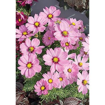 COSMOS CASANOVA PINK