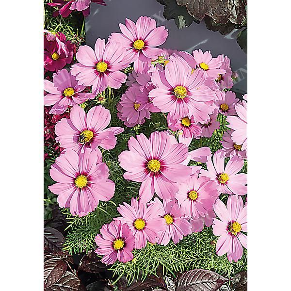 COSMOS CASANOVA PINK