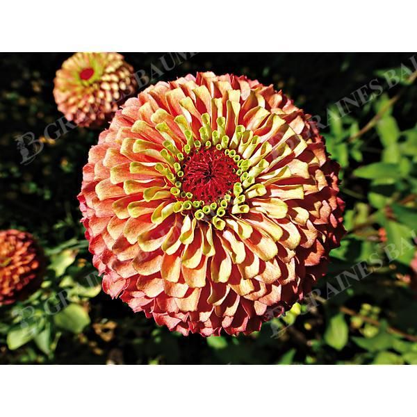 ZINNIA QUEENY LIME ORANGE