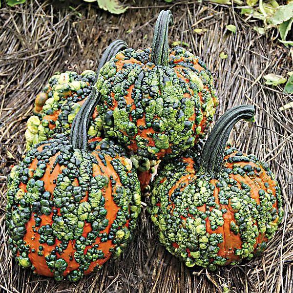 COLOQUINTE F1 WARTY GOBLIN