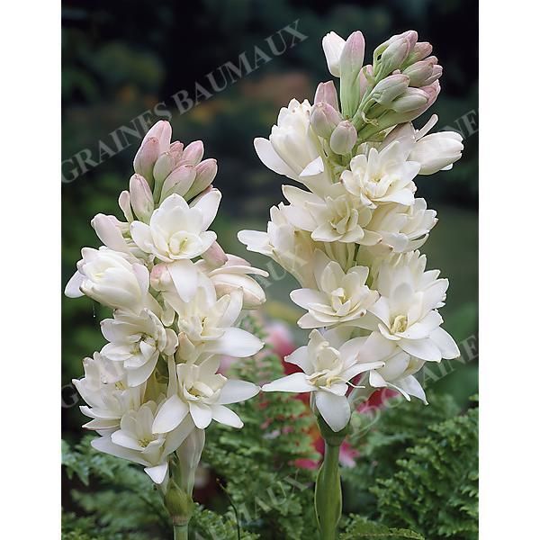 TUBÉREUSE (polianthes tuberosa) LA PERLE