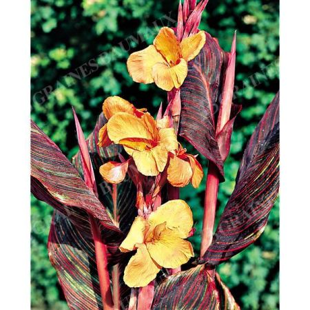 CANNA ou BALISIER PHASION