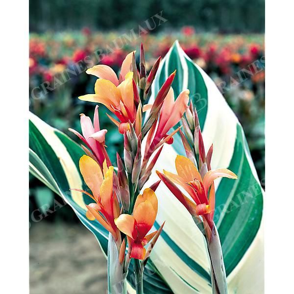 CANNA ou BALISIER STUTTGART