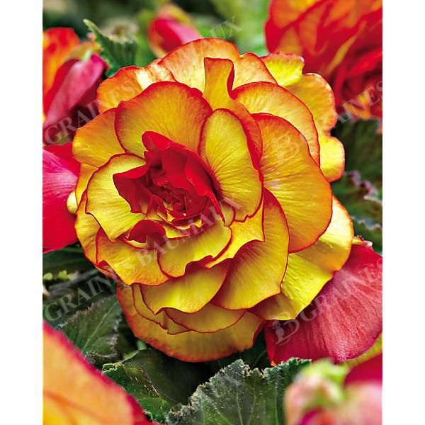 BÉGONIA DOUBLE PICOTEE YELLOW