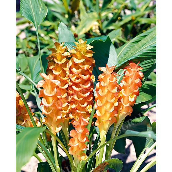 CURCUMA ROSCOEANA ou joyau de Birmanie