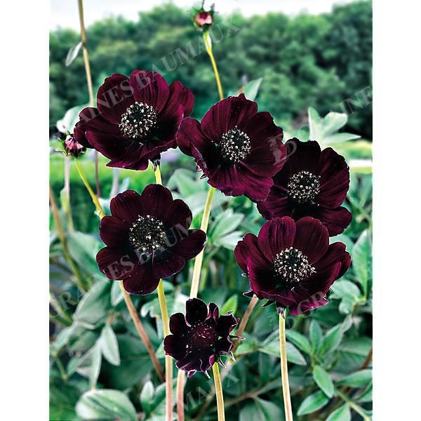 COSMOS CHOCOLAT (c. atrosanguineus)