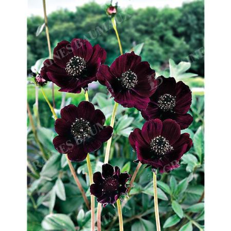 COSMOS CHOCOLAT (c. atrosanguineus)
