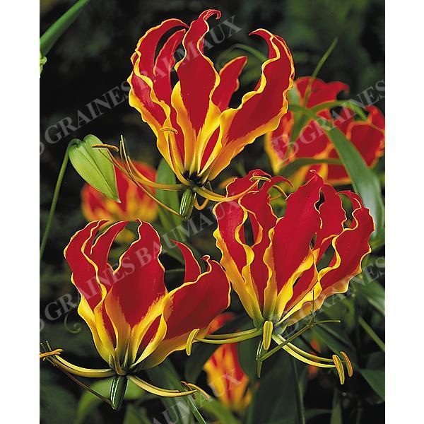 GLORIOSA ou lis de Malabar ROTSCHILDIANA