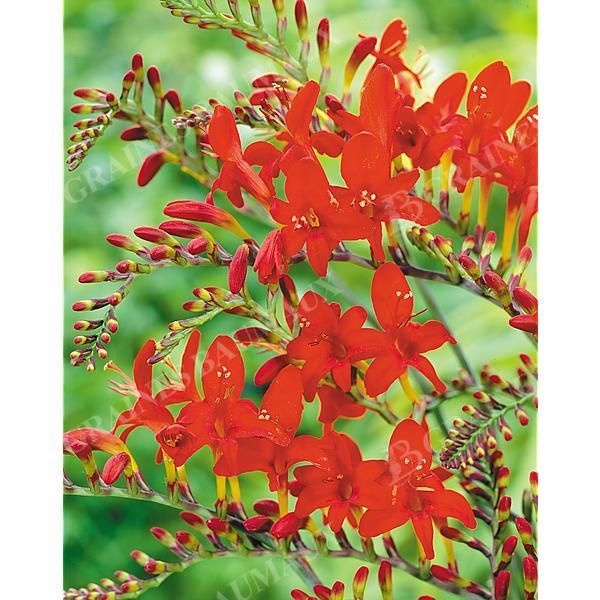 CROCOSMIA LUCIFER