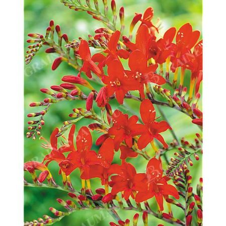 CROCOSMIA LUCIFER
