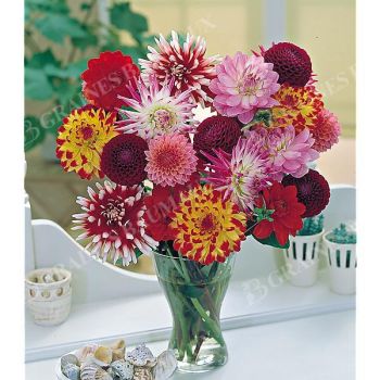 DAHLIAS COLLECTION BOUQUETS