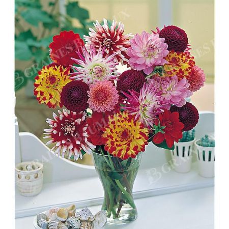 DAHLIAS COLLECTION BOUQUETS