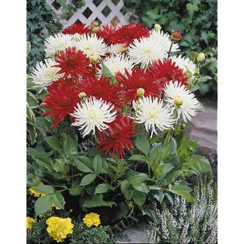 DAHLIAS CACTUS NAIN ROUGE/BLANC