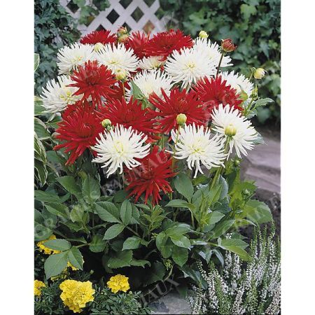 DAHLIAS CACTUS NAIN ROUGE/BLANC