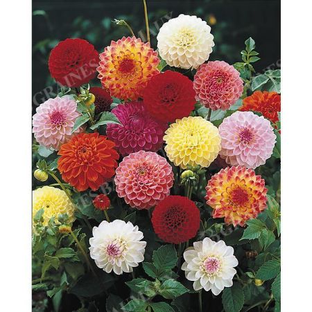 DAHLIAS POMPONS BALLES à TRÈS GRANDES FLEURS