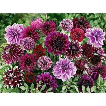 DAHLIAS NUANCES POURPRE