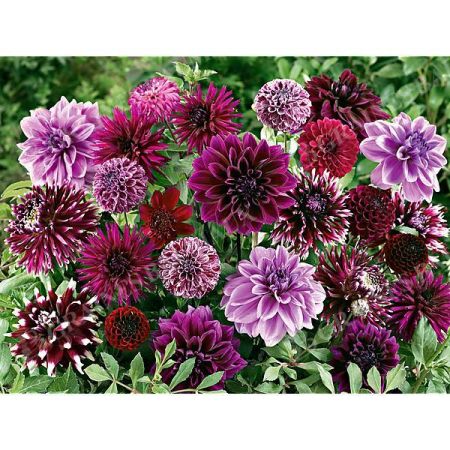 DAHLIAS NUANCES POURPRE