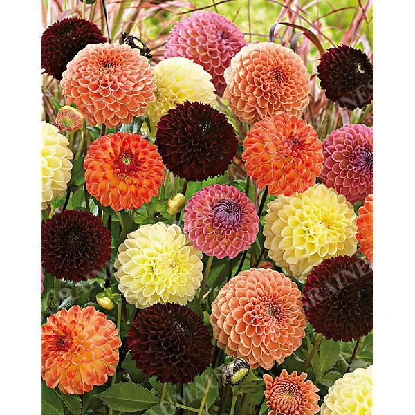 DAHLIAS JOWEY MIX