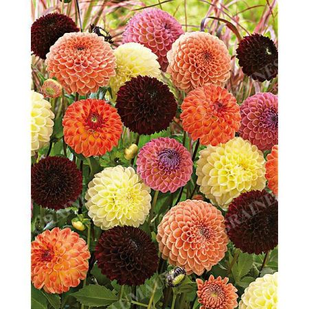 DAHLIAS JOWEY MIX