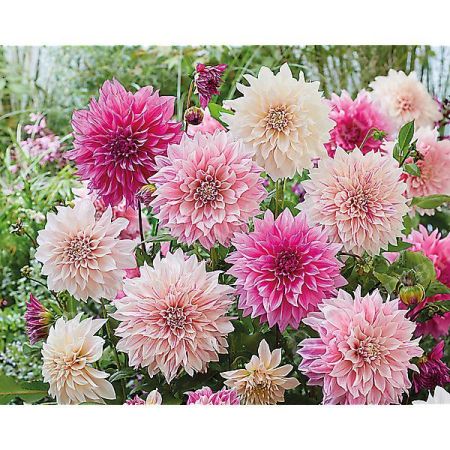 DAHLIA CAFÉ au LAIT MIX