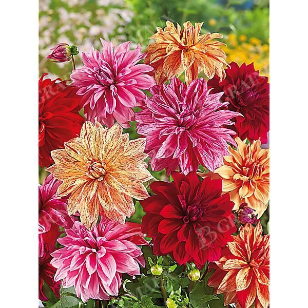 DAHLIA BABYLON MIX